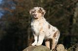 BERGER AUSTRALIEN PUPPIES 682